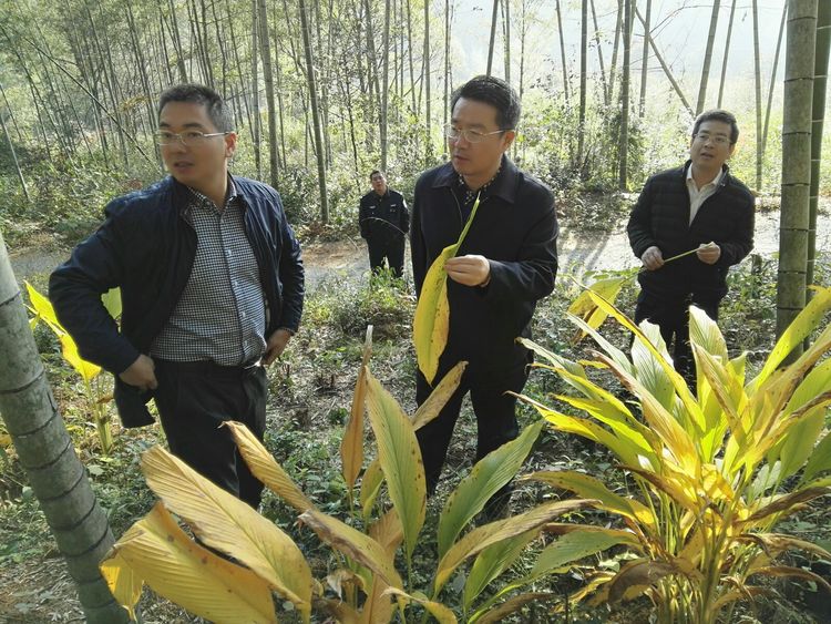 互聯網林下經濟新聞(互聯網經濟)