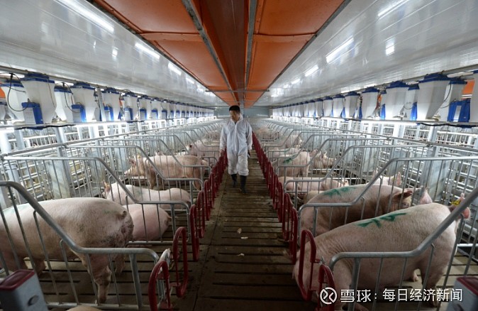 豬產業互聯網新聞(豬產業互聯網新聞最新消息)