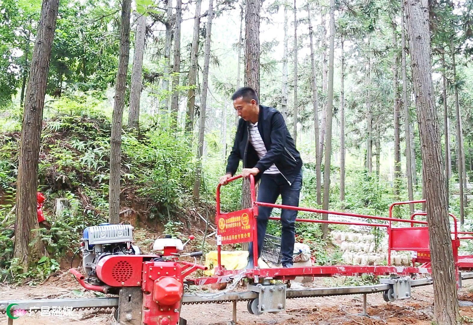 互聯(lián)網(wǎng)林下經(jīng)濟(jì)新聞(互聯(lián)網(wǎng)+林業(yè)行動(dòng)計(jì)劃)