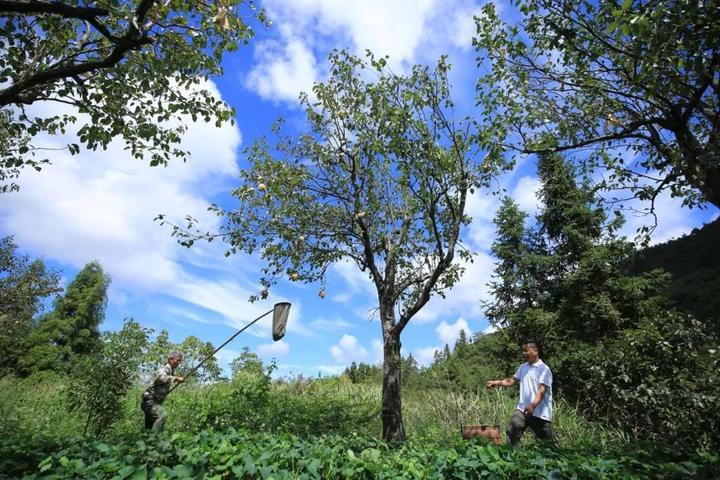 梨樹互聯網新聞(梨樹新聞頻道在線直播)